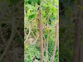 #youtubeshorts #Organichomegrown #bittergourd #shorts #gardenening