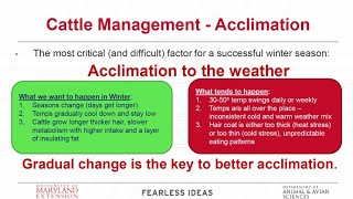 Winter Management Strategies for Beef Cattle