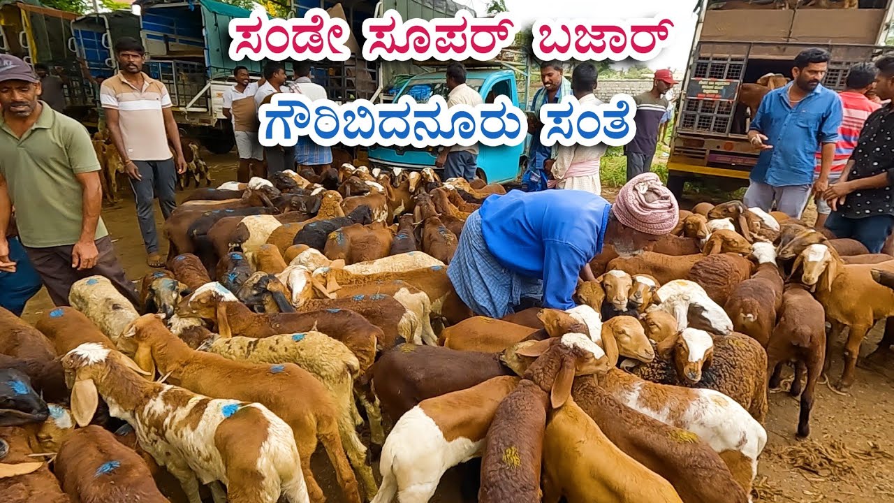 Sunday super bazaar - Gauribidanur sheep market
