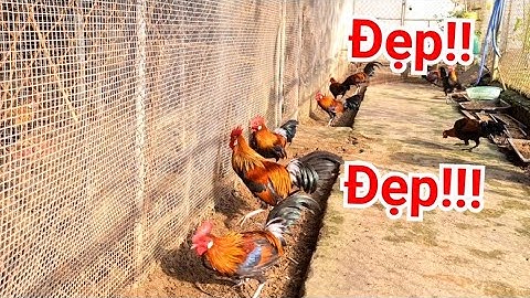 Đàn 10 Chú Gà Rừng Cảnh Đẹp Về Biển Sầm Sơn Với Khách Hàng.