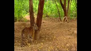 Monkey Pulling Ears of Tiger