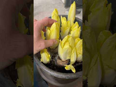 Vidéo : Culture endives de A à Z