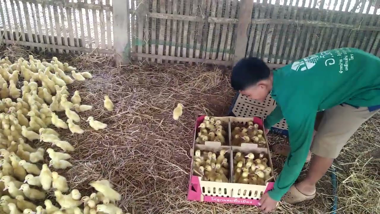 พามาดูการปล่อยเป็ดลงคอกครับ