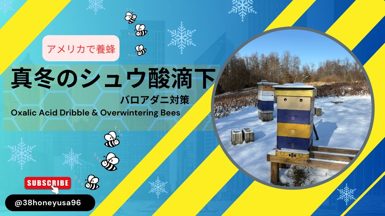 【アメリカで養蜂】真冬のシュウ酸滴下と冬越し中の蜂たち/Oxalic Acid Dribble & Overwintering Bees
