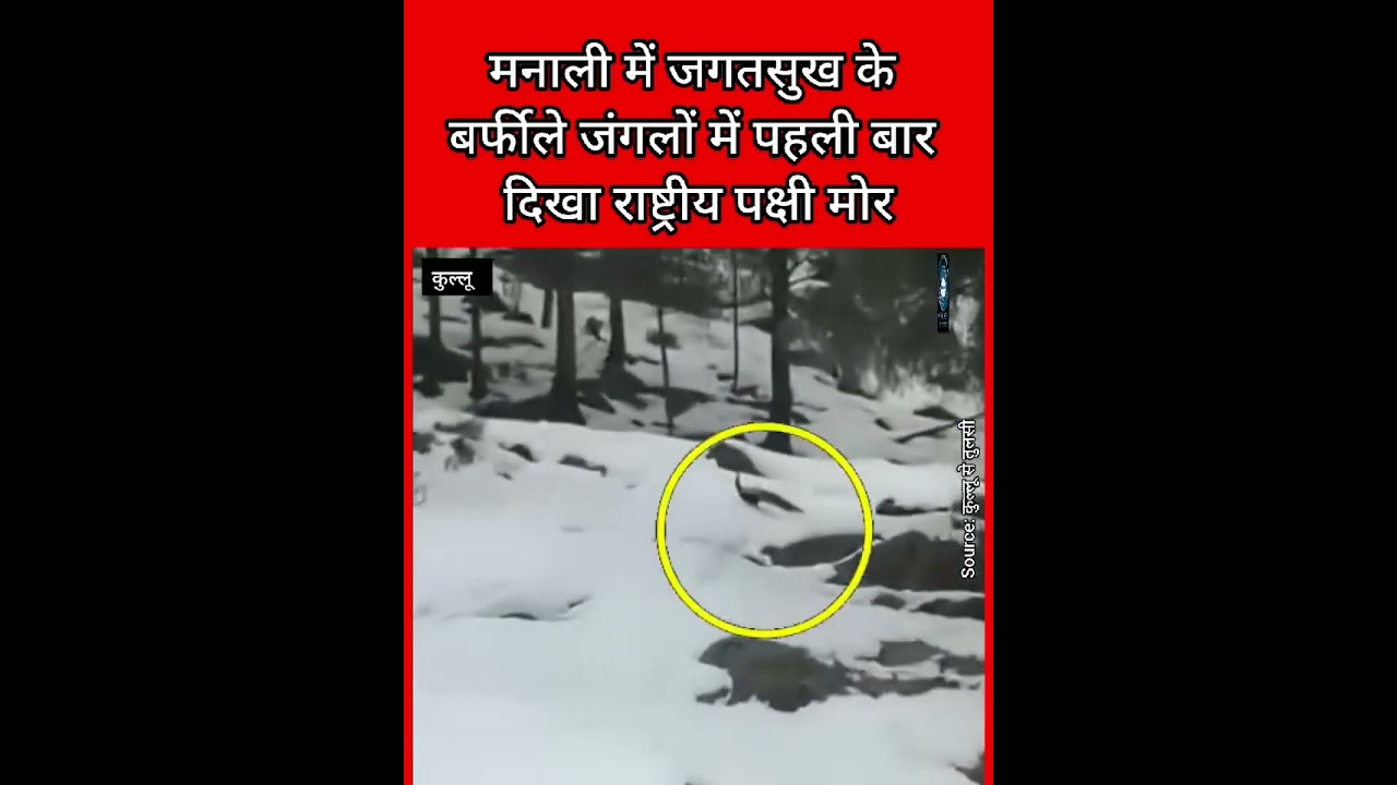 Куллу / Манали / Снегопад / Индийский павлин / Химачал-Прадеш