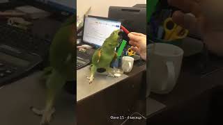 Победитель канцелярии #амазон #попугай #птенец #parrot
