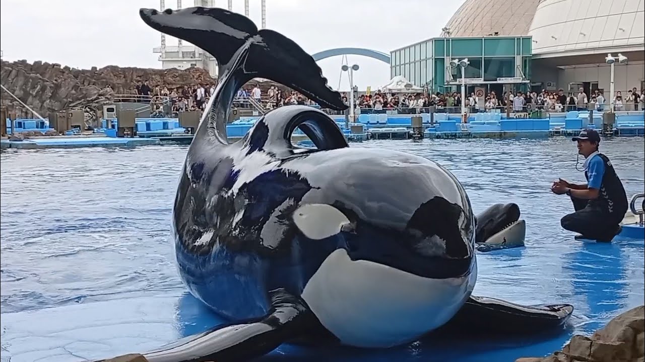 名古屋港水族館 シャチ アース リン セット 名古屋港水族館限定 メダル シャチ アース リン - メルカリ