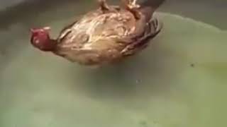 Курица отдыхает в тазу с водой