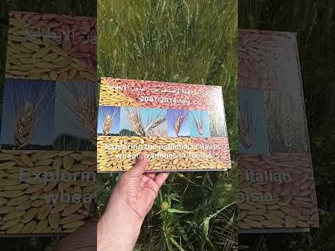 ايريد قمح صلب من ولاية باجة نظام مطري بتاريخ 02 ماي 2025