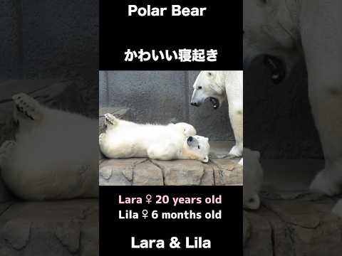 まるでぬいぐるみ♡こぐまの可愛い寝起き #ホッキョクグマ #polarbear #shorts