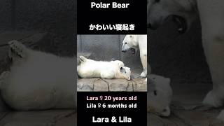 まるでぬいぐるみ♡こぐまの可愛い寝起き #ホッキョクグマ #polarbear #shorts