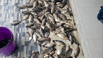 1 vợt thả cáp pin kích cá điện tử công suất lớn #kichcadientu #xiệtcá #auto #igbt #pin #lithium