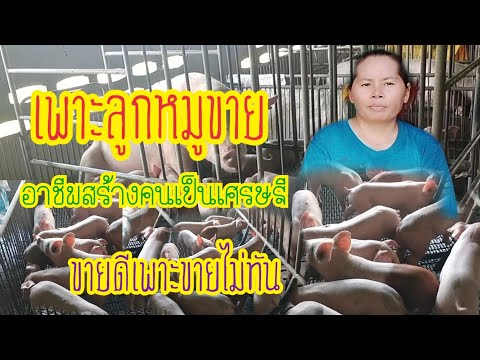 เลี้ยงหมูแม่พันธุ์ผลิตลูกหมูขุนขาย มีตลาดรองรับ รายได้ดีกว่าที่คิด