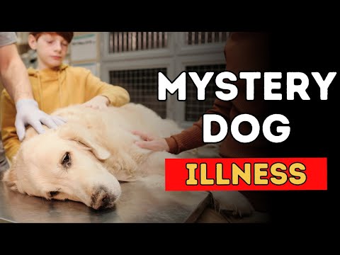 Mystery Dog Illness