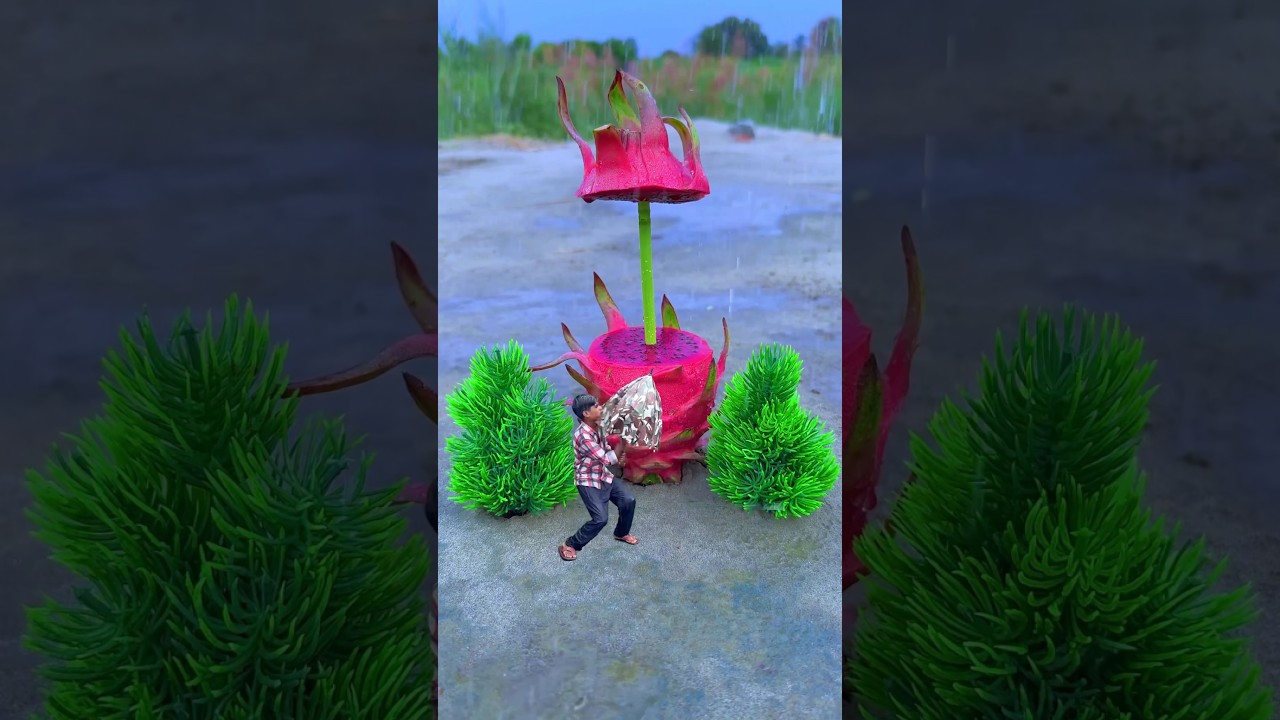 Rain☔️ dragon fruit amazing videography funny idea 