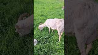 Heidschnucken Lämmer in #hilwartshausen #solling #schafe #weißegehörnteheidschnucke #herdbuchzucht