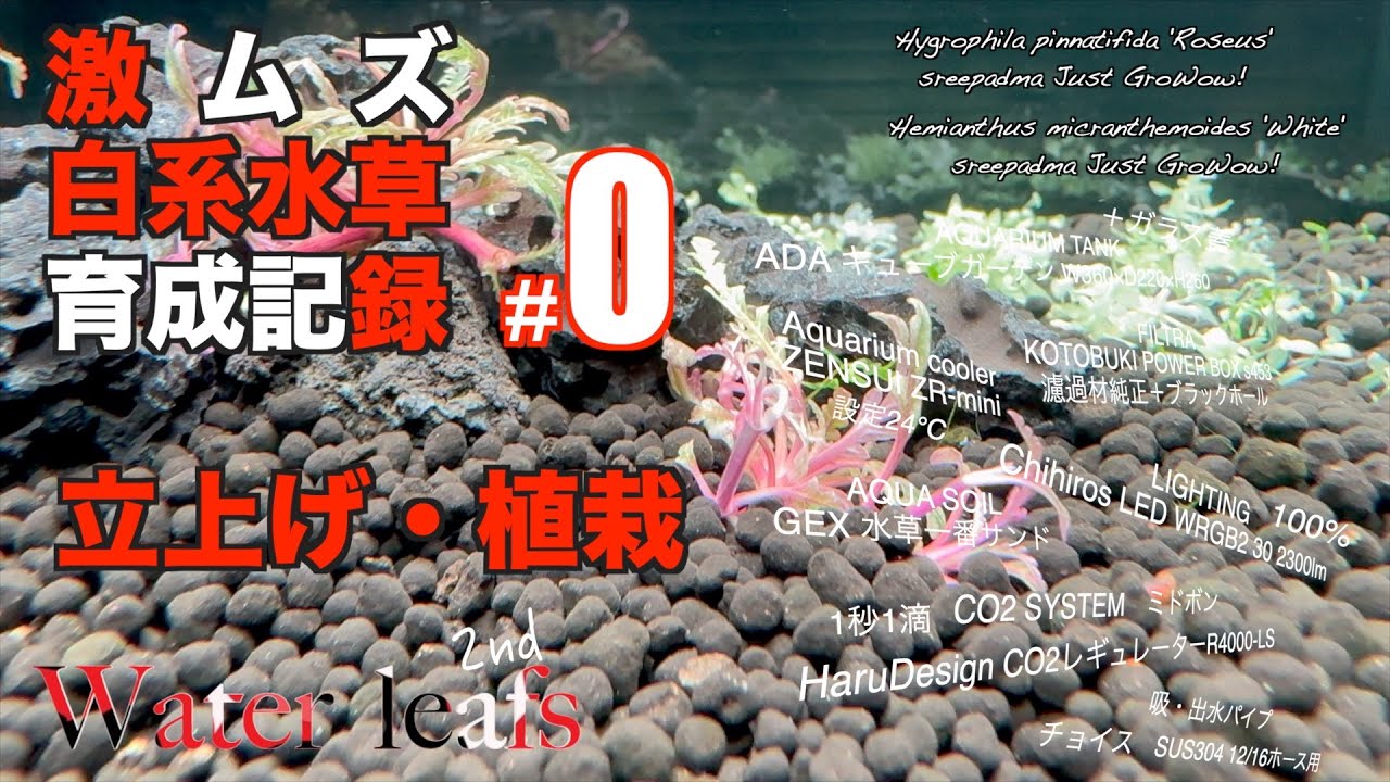 【奇跡の水槽＃０】立上げ・植栽編　激ムズ、育たないと言われている白系水草の育成記録始めます！