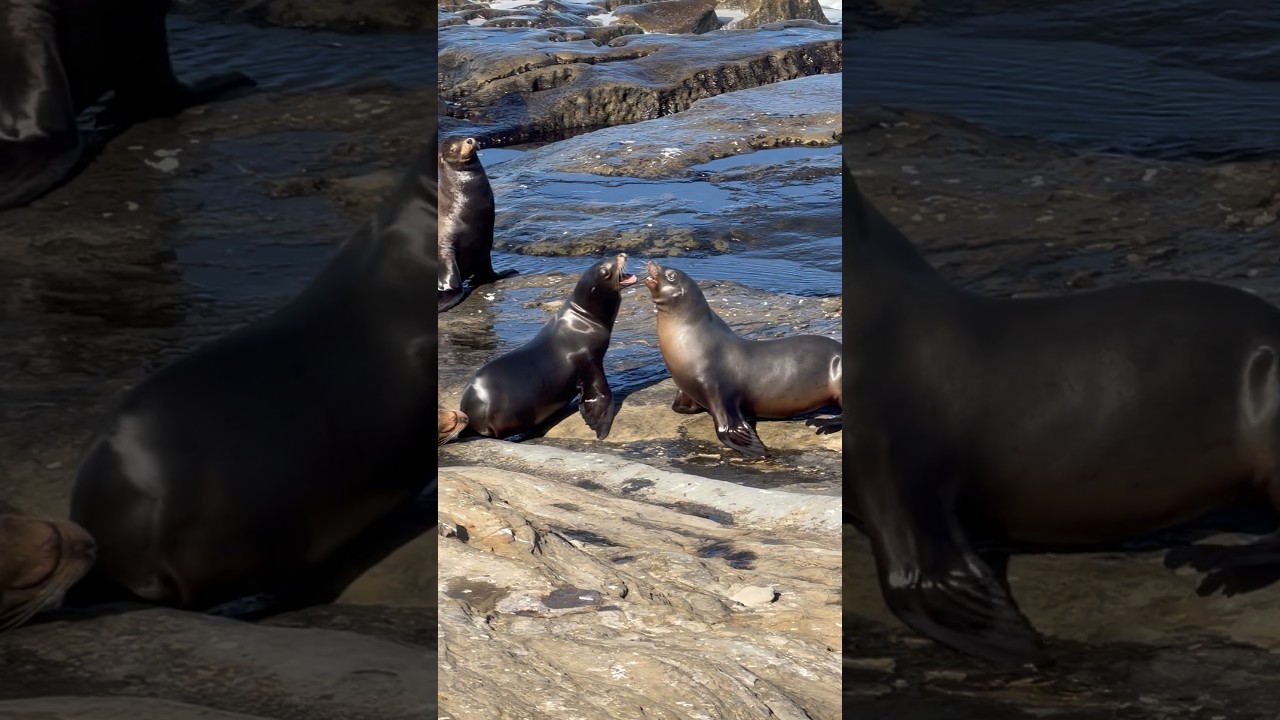 Two sea lions were going at it.