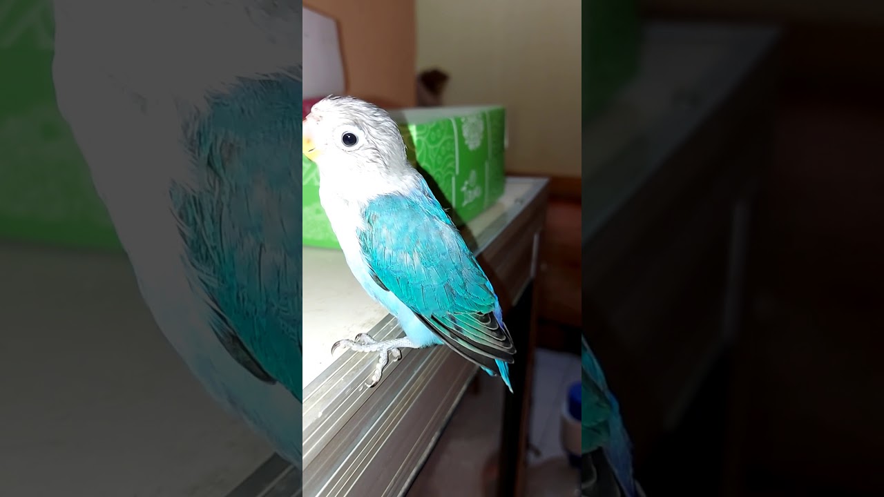 Burung Lovebird.. 
