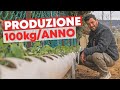 COLTIVARE le FRAGOLE in tubo sopraelevatoðŸ“ðŸ“ðŸ“
