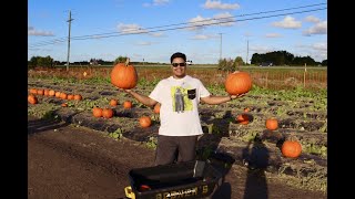 At Bedner's Farm Fresh Market Place To Do Some Pumpkin Patching| Pumpkin Patch, Corn Maze, & Animals