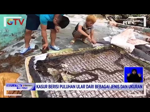 Puluhan Ular Bersarang di Dalam Kasur dan Boneka - BIS 19/09