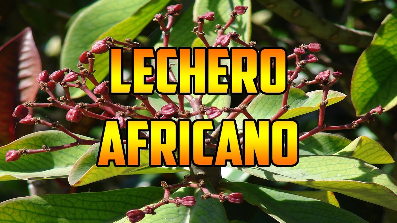 What Is Lechero Mean In Spanish