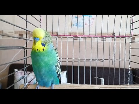 Canlı Muhabbet Kuşu | Gün Boyu MUTLULUK / Muhabbet kuşu sesi