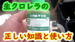 【めだか】生クロレラでミジンコ爆殖させてメダカに栄養満点のミジンコを食わせましょう！