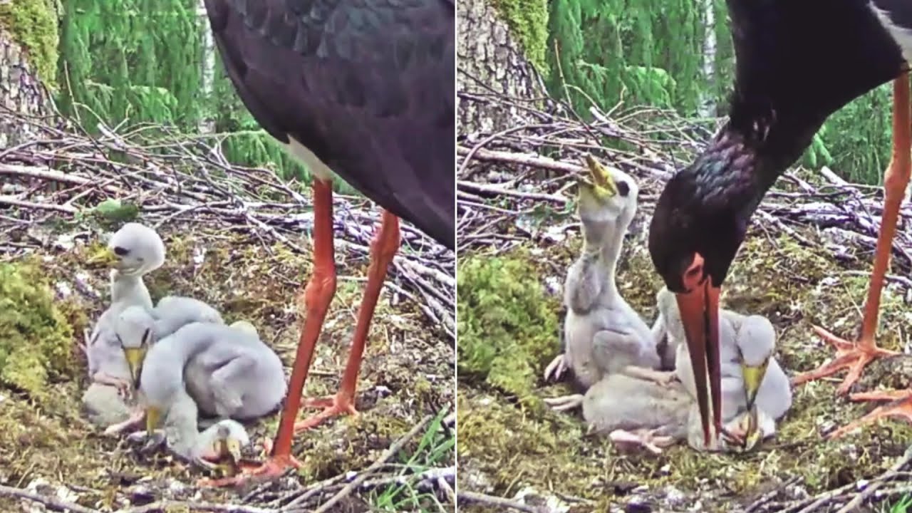 Melnais stārķis~ 😨 Little #4  is in big trouble!  Mom tries to help~6:22 am 2024/06/01