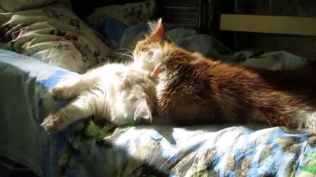 Cats wash each other.Коты умывают друг друга. YouTube