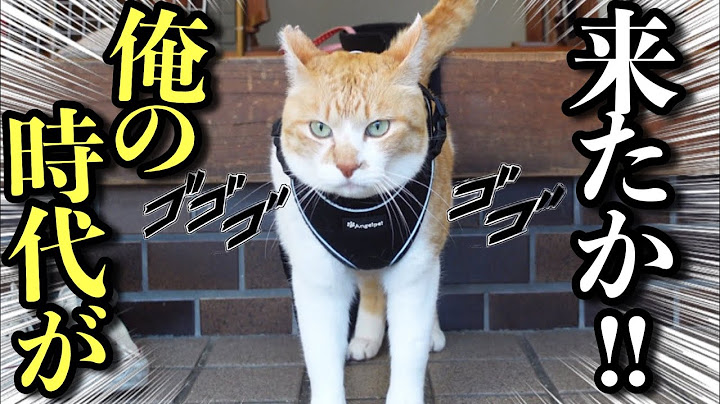 【TikTok900万再生】武将すぎると話題の猫‥実は超甘えん坊将軍だった｜YouTubeライブの裏側