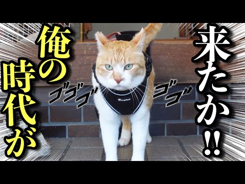 多々良ねこ 9 Million Views on TikTok] The Samurai Cat Everyone's Talking