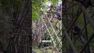 How The Baduy Tribe Builds A Bamboo Bridge By Hand