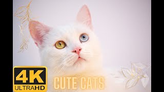 The Most Cutest Cats In The World 4K Ultra Hd Video