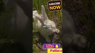 Famous The Ultimate Predator vs Prey Showdown: Hawk vs Rabbit Net Worth