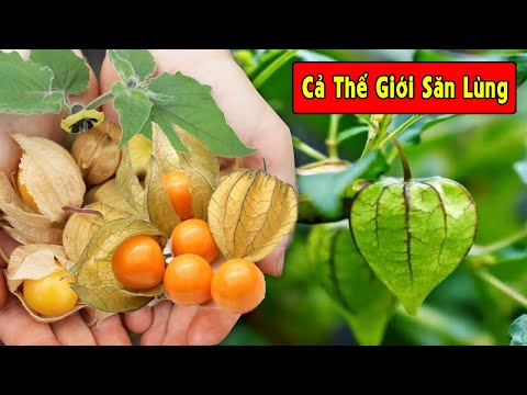 Video: Có thể gây giống trên chó?