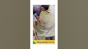 👉 “Cách bắt cá khiến cá bỏ chạy hết, xem mà cười đau bụng!” #shorst