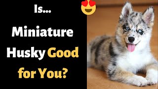 Miniature Husky – Is This The Right Dog For Your Family