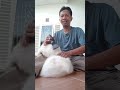 grooming kucing bulu putih baca deskripsi