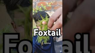 How To Growth Foxtail