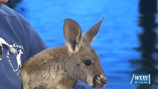 Exotic Pet Expo coming to Mobile, Alabama