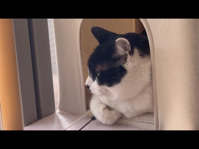 100均素材だけで猫用歩行器を作ってみた！ - YouTube