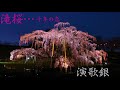 滝桜...千年の恋 / 艶歌銀