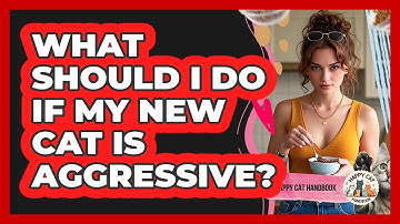 What Should I Do If My New Cat Is Aggressive? - Happy Cat Handbook