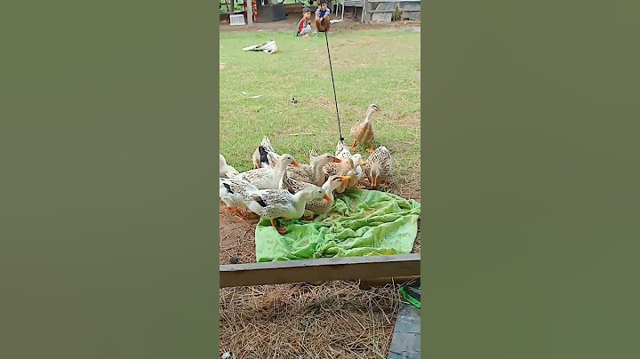 Make trap catch ducks #ducks