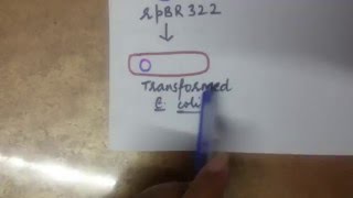 Screening and selection of transformed E.coli. (rpBR322)