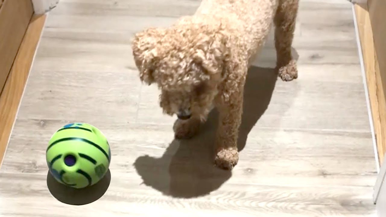 giggle ball video