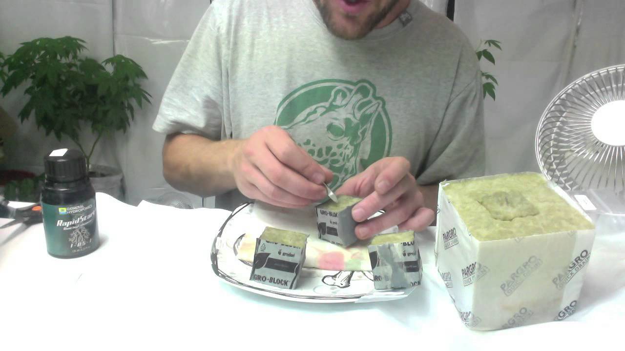 Starting a Medical Marijuana Seed - Part 2 - YouTube
