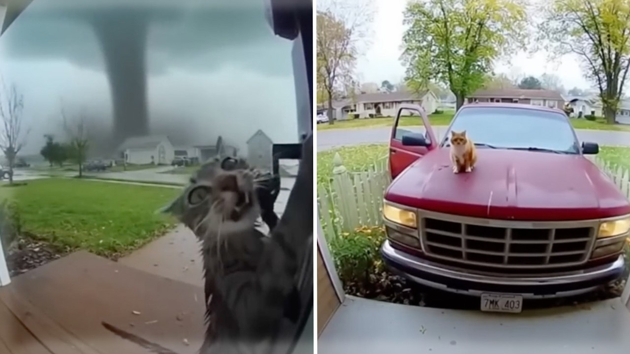 These Sora Kittens Did Something NO ONE Expected! |😂 Realistic & Funny Situation 😂